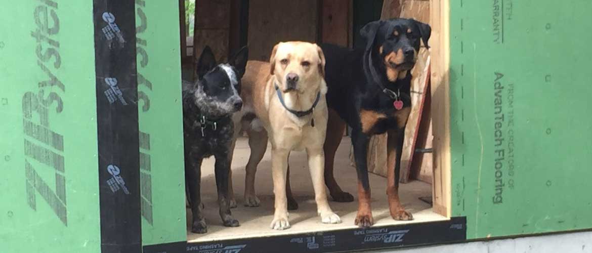 Dogs at the small building company construction site